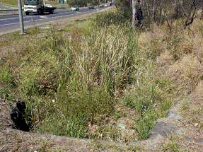 Weed infestation